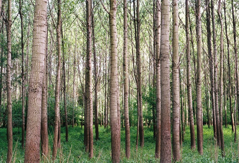A bunch of trees in the woods. Original public domain image from Wikimedia Commons