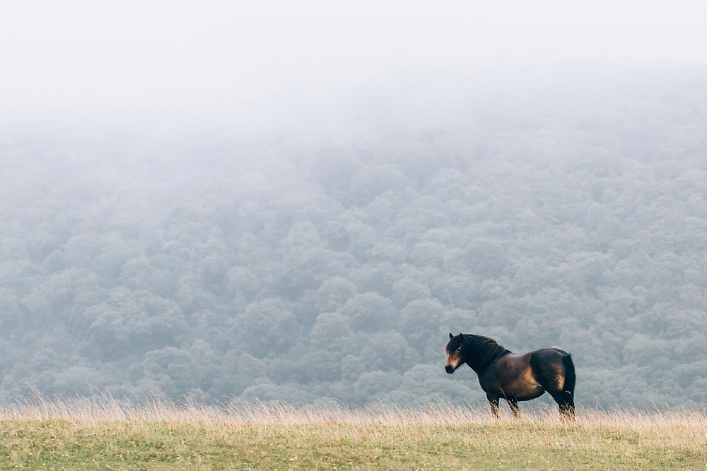 Dartmoor pony in a field. Original public domain image from Wikimedia Commons