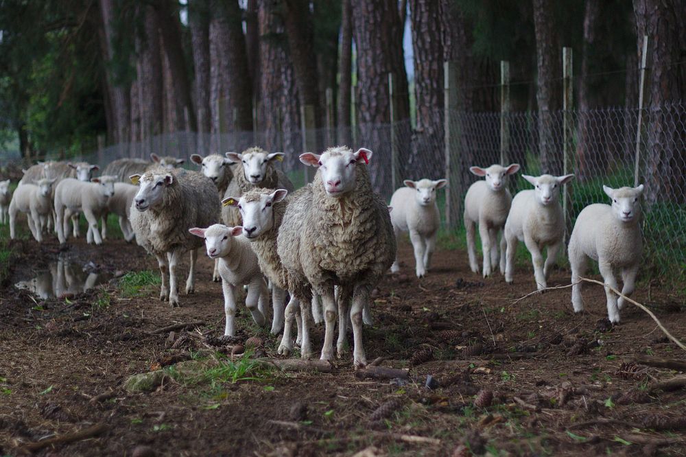 Sheep herd in the forest. Original public domain image from Wikimedia Commons