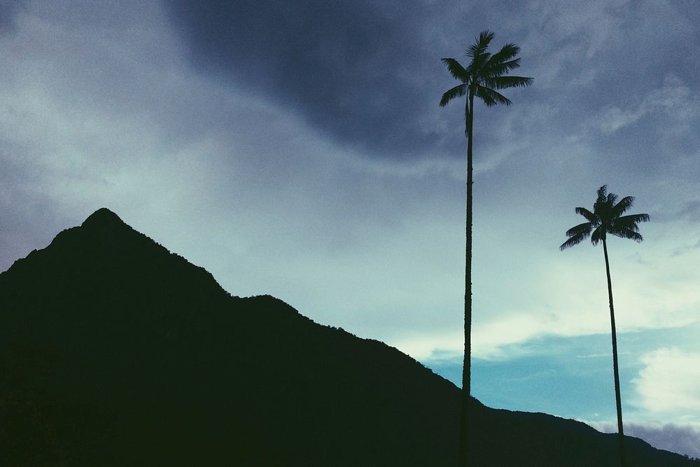 The silhouette of a mountain and palm tree against the blue sky with clouds in Valle Del Cocora. Original public domain…