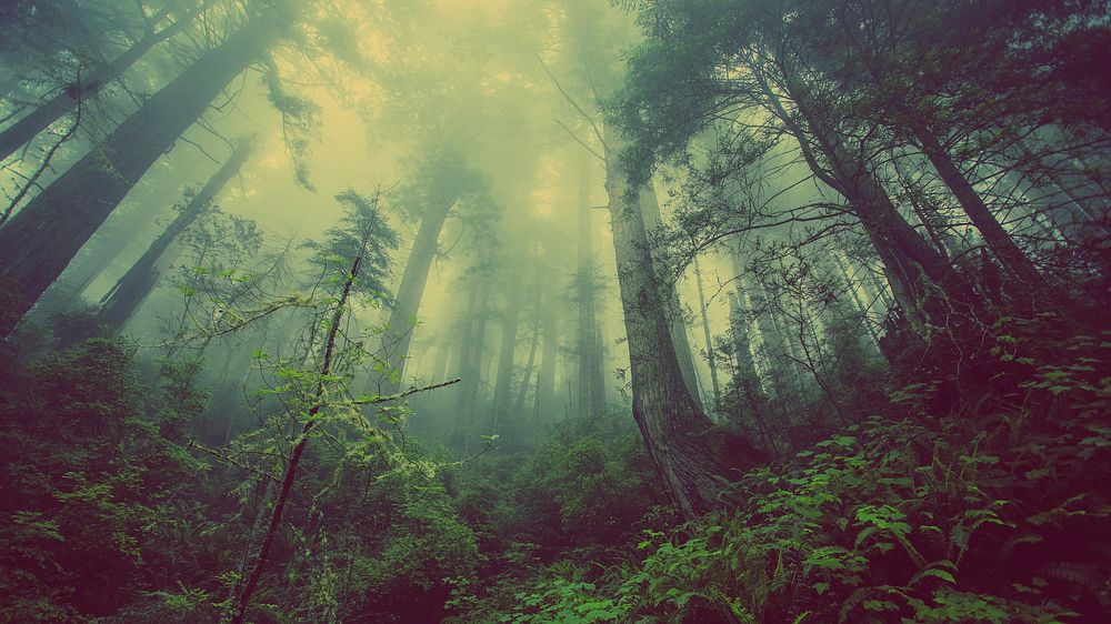 Low-angle shot of a foggy forest. Original public domain image from Wikimedia Commons