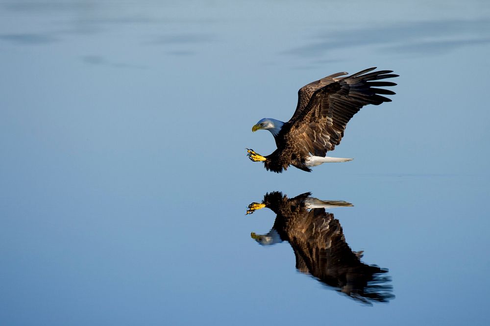 Eagle flying over water photo. Original public domain image from Wikimedia Commons