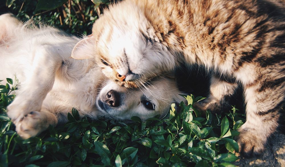 A long-haired cat snuggling up to a dog. Original public domain image from Wikimedia Commons