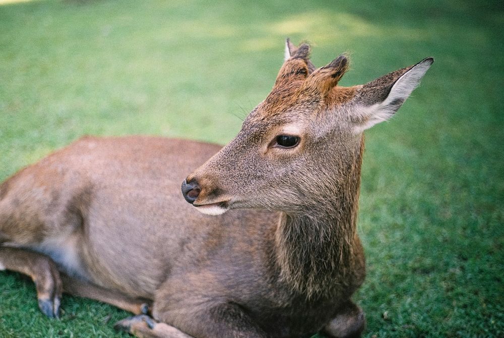 Deer in Nara Park. Original public domain image from Wikimedia Commons