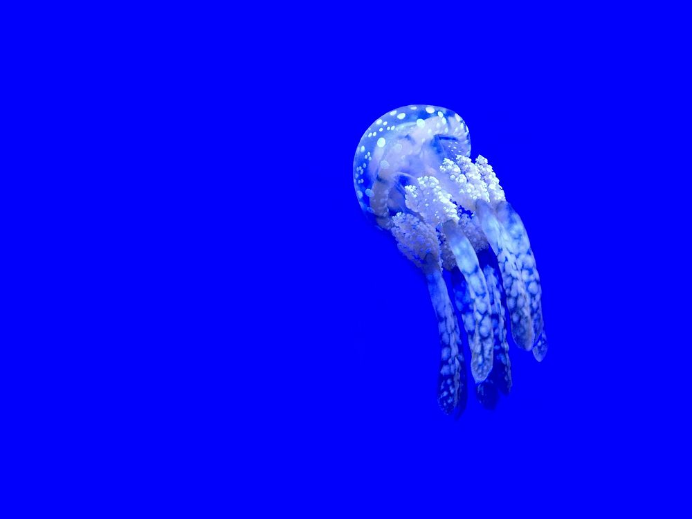 White and grey jellyfish. Original public domain image from Wikimedia Commons