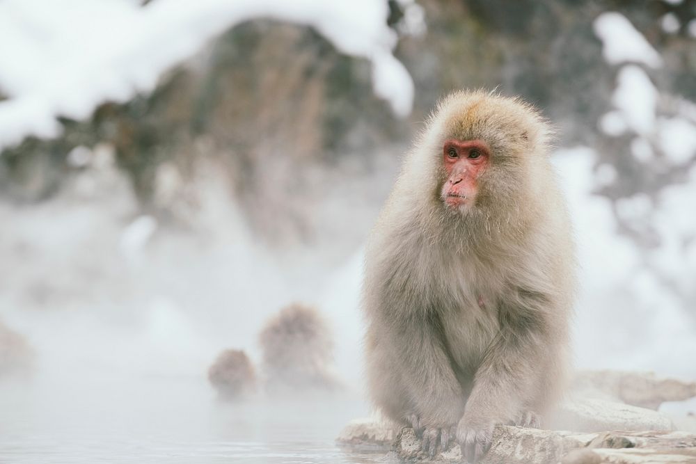 Its been a dream of mine to go visit Japan and see these amazing snow monkeys. Original public domain image from Wikimedia…