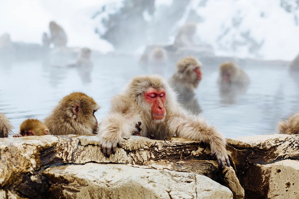 Monkey Meditation. Original public domain image from Wikimedia Commons
