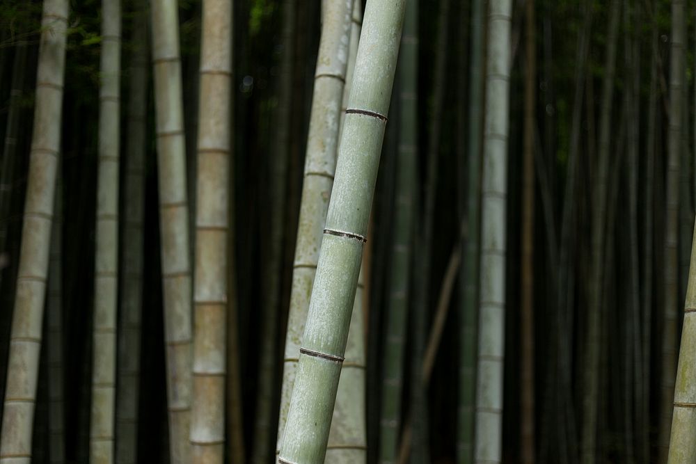 Arashiyama Bamboo Grove. Original public domain image from Wikimedia Commons