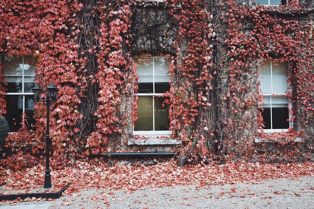 Outside of a house covered in red Ivy with three windows and a street lamp. Original public domain image from Wikimedia…