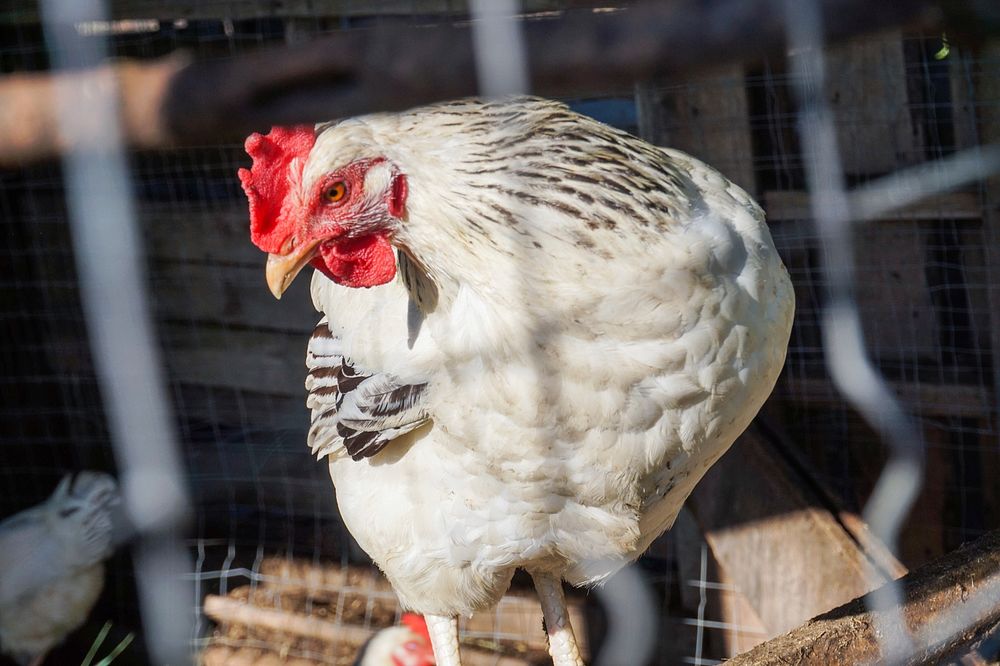 White hen in a cage coop. Original public domain image from Wikimedia Commons