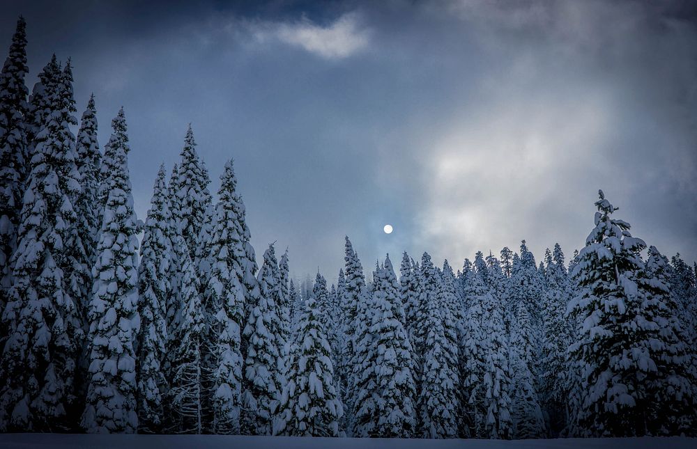 Gigantic pine trees. Original public domain image from Wikimedia Commons