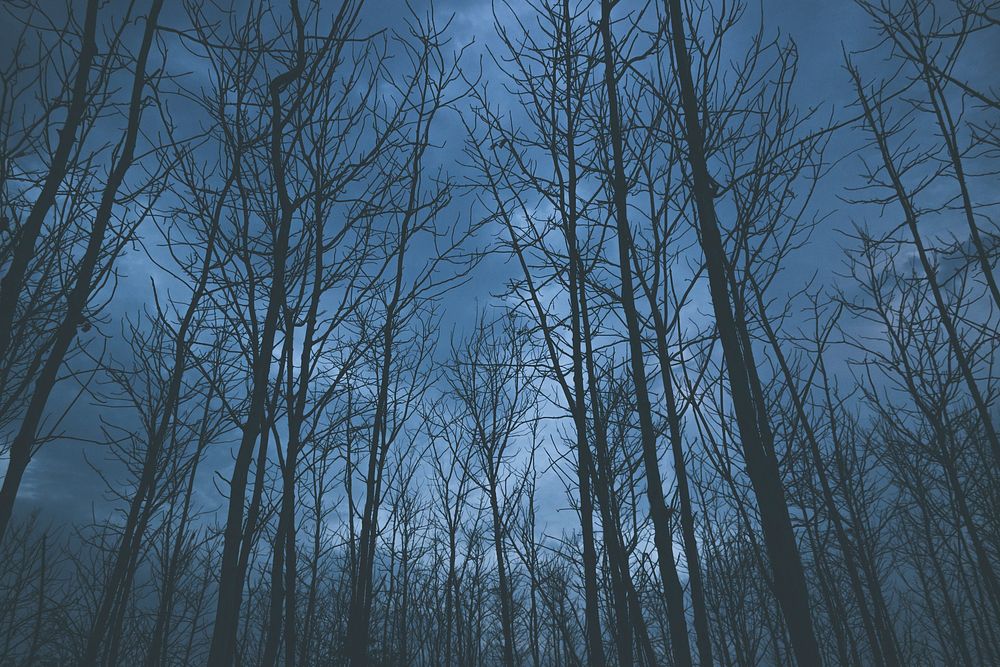 Bare trees against a dark sky. Original public domain image from Wikimedia Commons