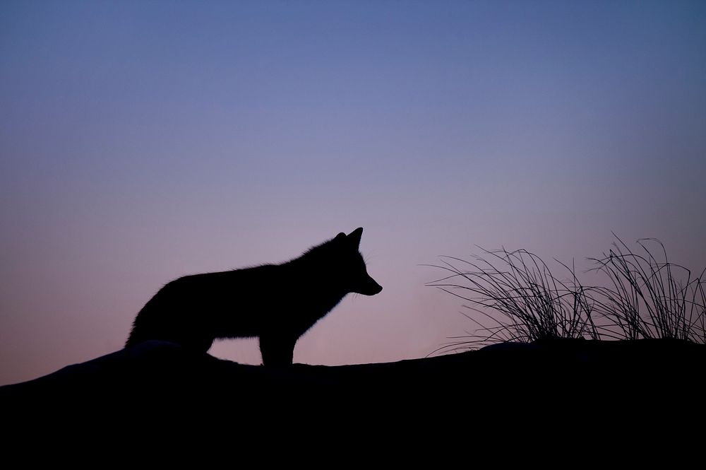 Wolf silhouette with blue dawn sky. Original public domain image from Wikimedia Commons