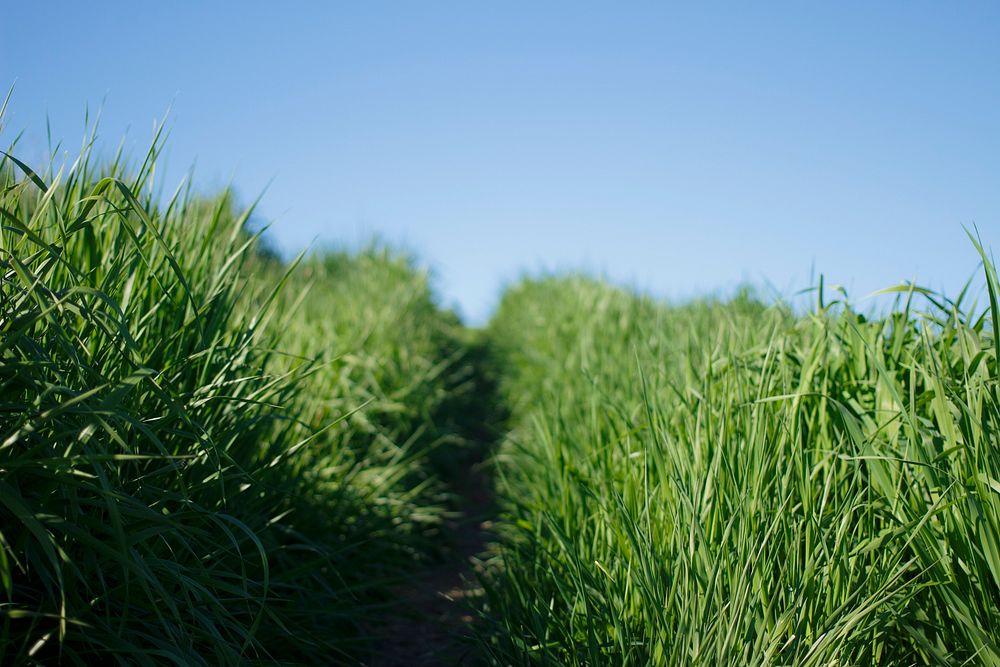 Grass field. Original public domain image from Wikimedia Commons