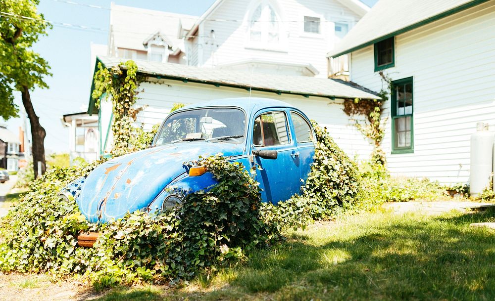 Vintage blue Volkswagen Beetle parked in front yard with vines growing on it. Original public domain image from Wikimedia…