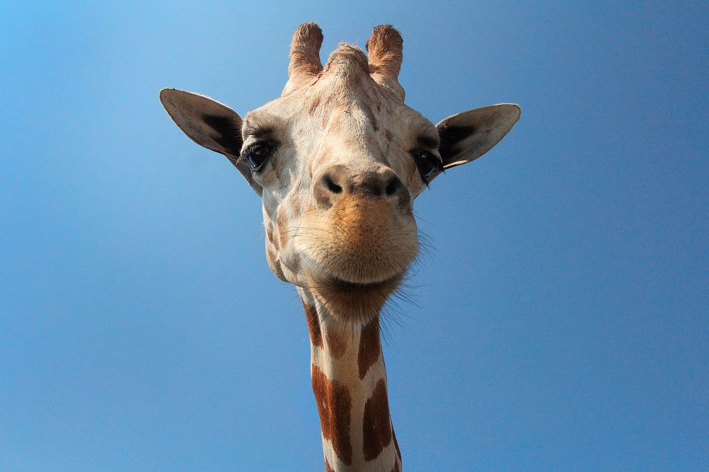 Giraffe Head. Original public domain image from Wikimedia Commons