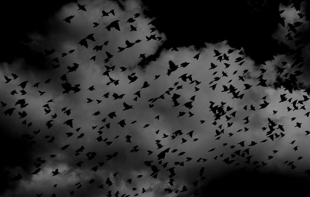 Flock of birds, dark sky. Original public domain image from Wikimedia Commons