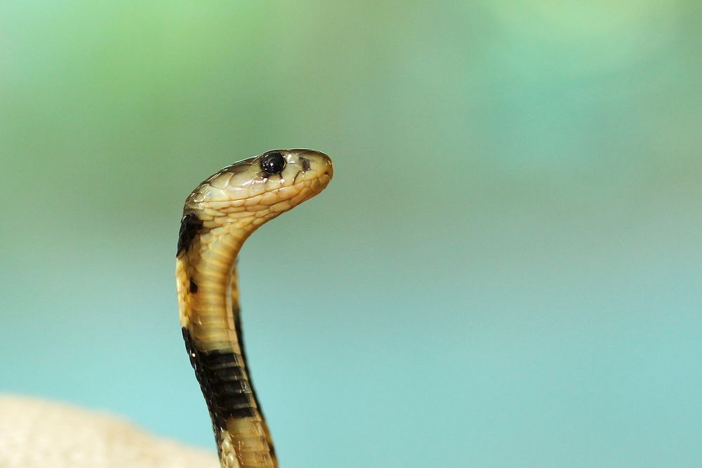 The view of the head of a deadly cobra snake on alert in Tainan City. Original public domain image from Wikimedia Commons