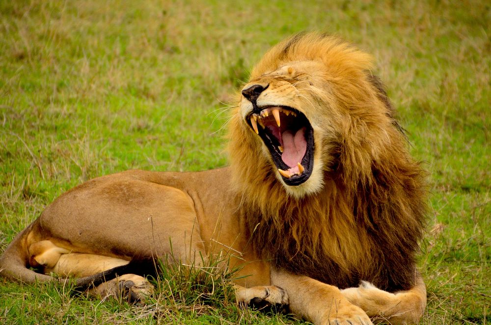 A lion yawning while lying down on grass ground. Original public domain image from Wikimedia Commons