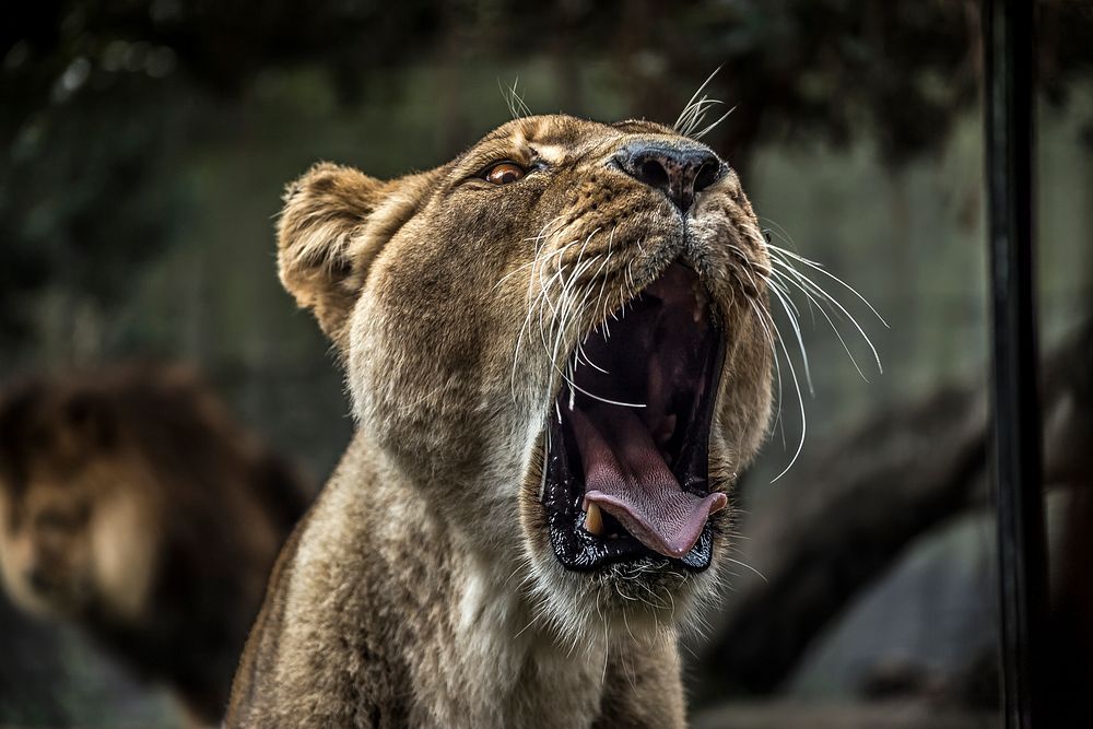A female lion opening its mouth in a huge yawn. Original public domain image from Wikimedia Commons