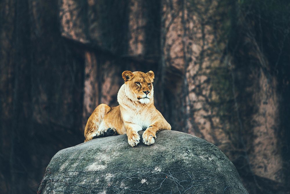 A female lion resting on a rock. Original public domain image from Wikimedia Commons