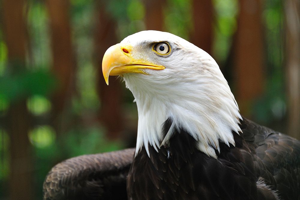 Bald eagle. Original public domain image from Wikimedia Commons