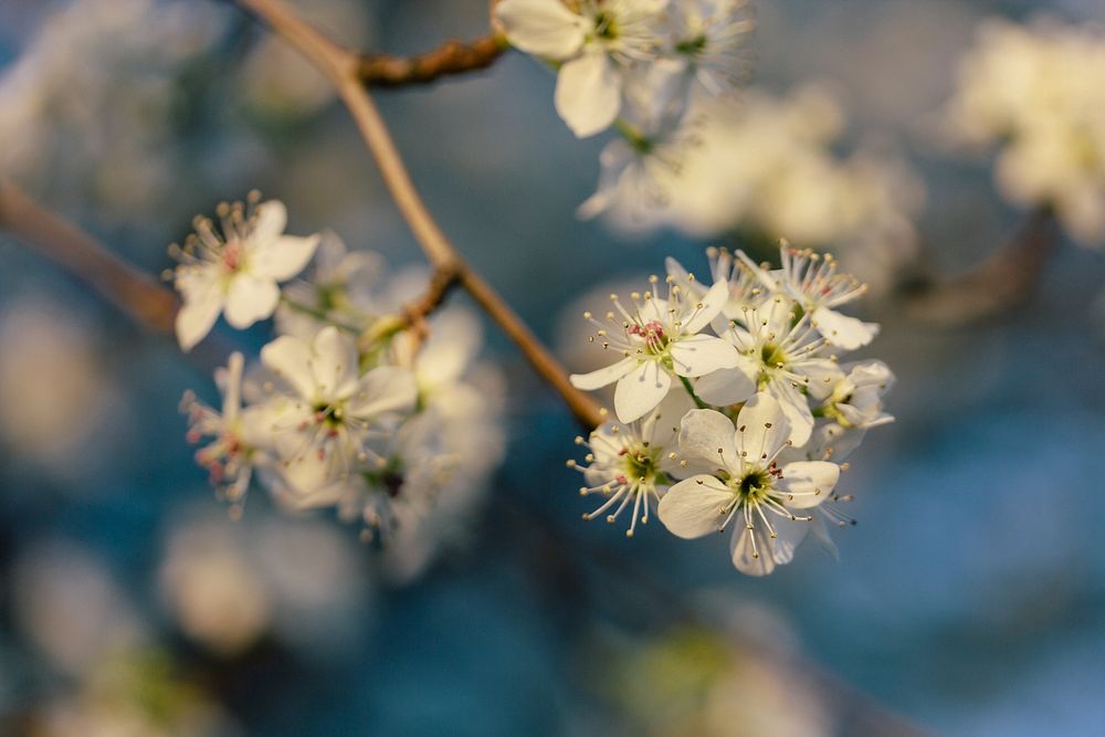 Macro white blossom flower and twig in Spring. Original public domain image from Wikimedia Commons