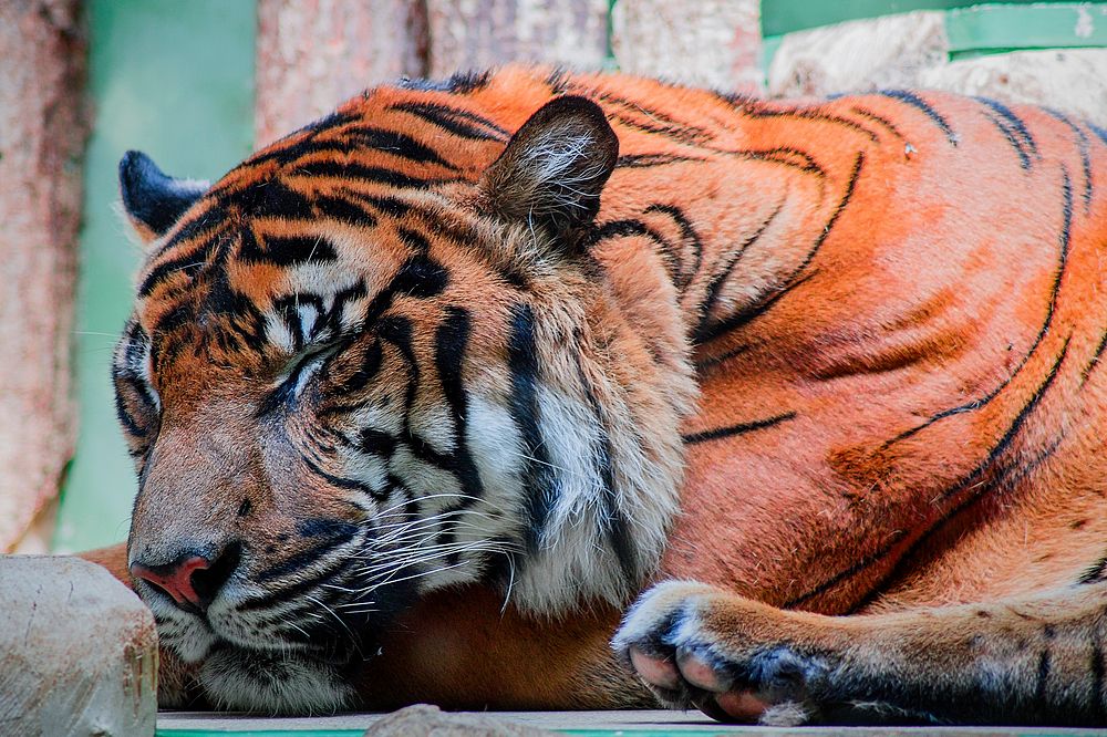 Tiger sleeping in the zoo. Original public domain image from Wikimedia Commons