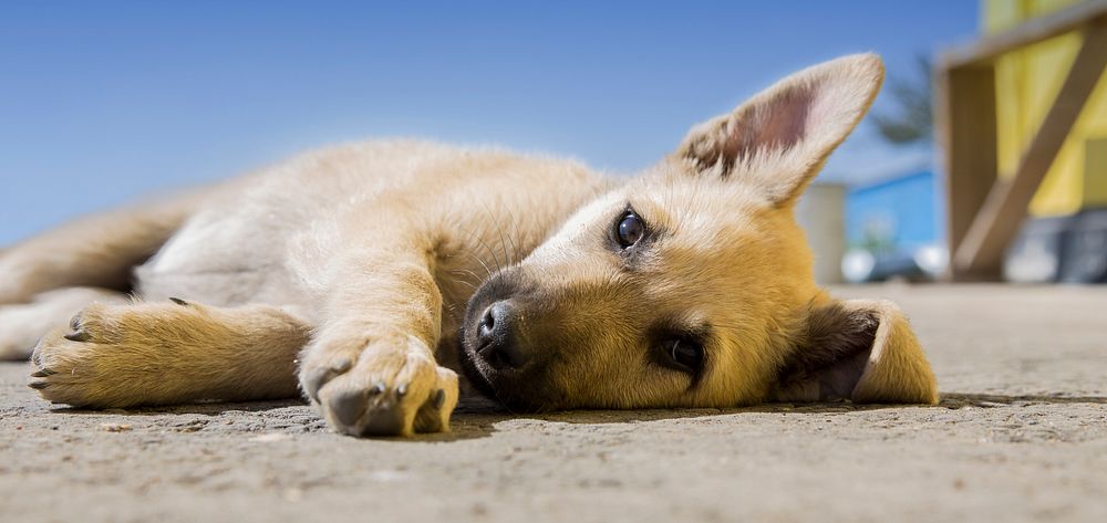 Close up shot of a brown puppy lying down. Original public domain image from Wikimedia Commons