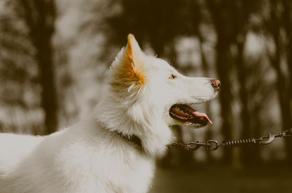 Side view shot of white fluffy dog with leash. Original public domain image from Wikimedia Commons