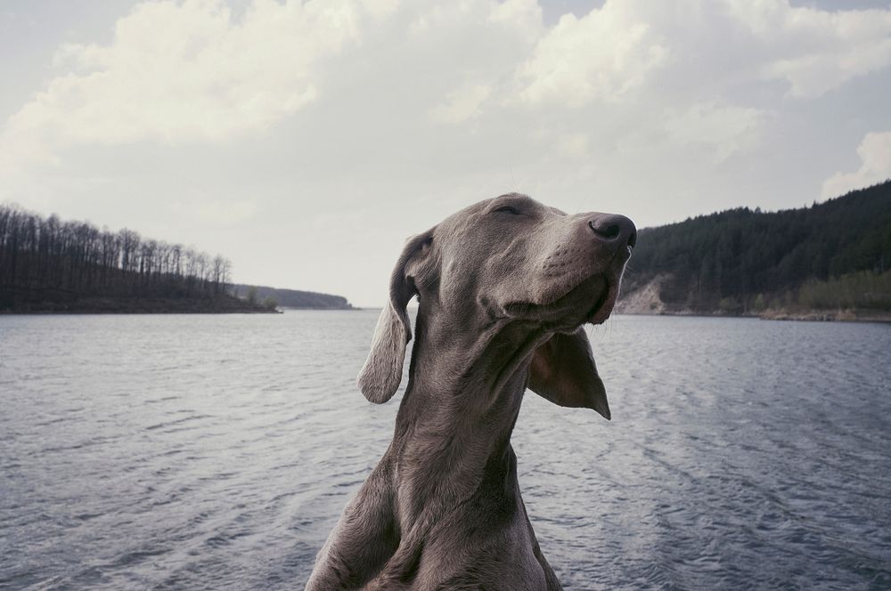 A Weimaraner over a choppy lake on a cloudy day. Original public domain image from Wikimedia Commons