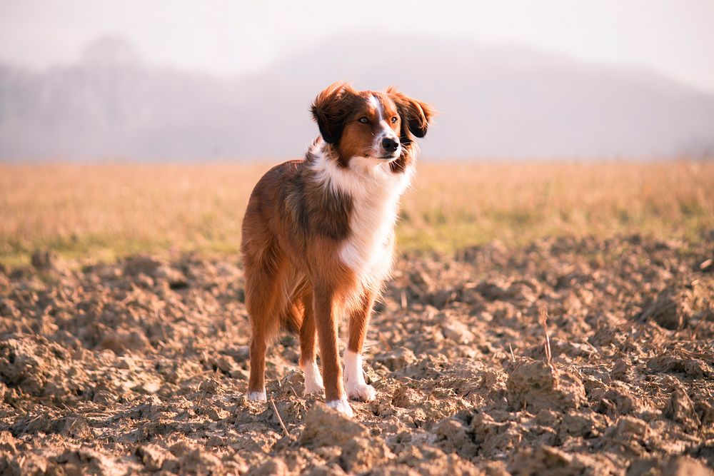 Fluffy dog standing on dirt ground. Original public domain image from Wikimedia Commons