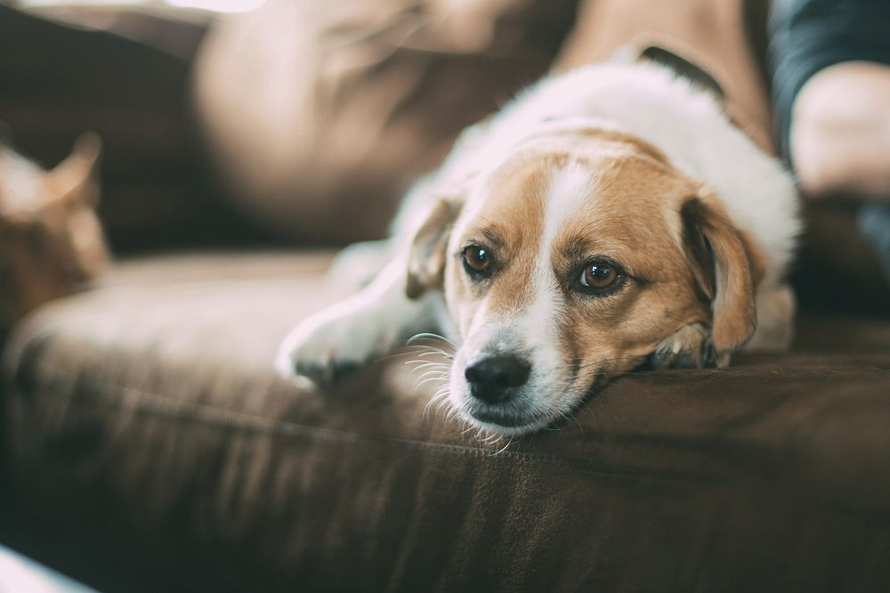 A puppy lying on a brown couch. Original public domain image from Wikimedia Commons