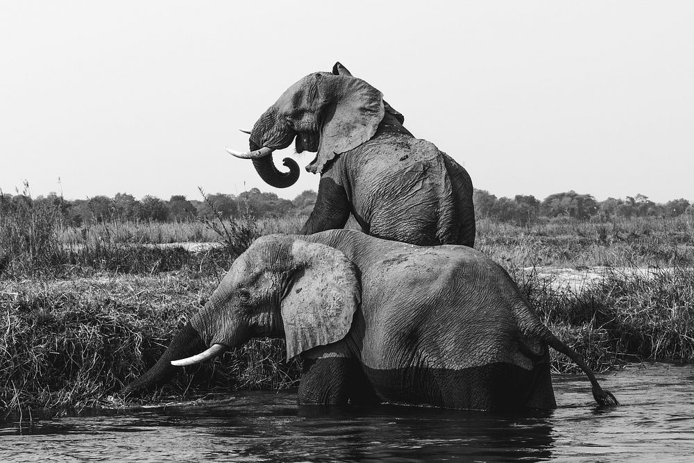 Black and white elephants in water. Original public domain image from Wikimedia Commons