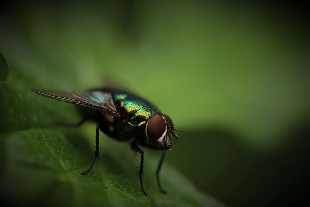 A macro shot of a fly sitting on a leaf. Original public domain image from Wikimedia Commons