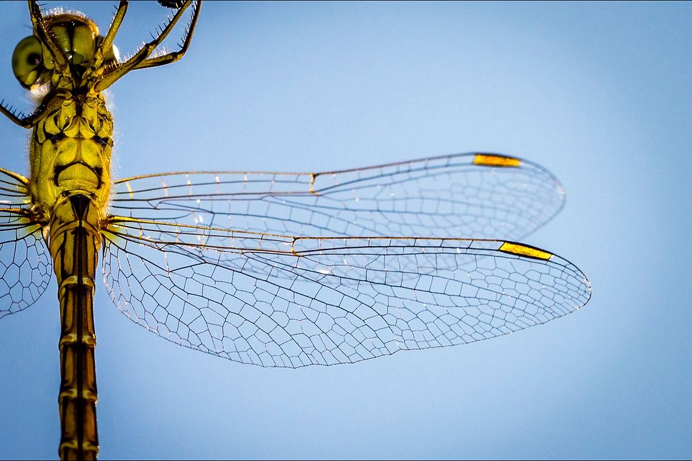 Macro of yellow dragonfly thorax from below with transparent wings. Original public domain image from Wikimedia Commons