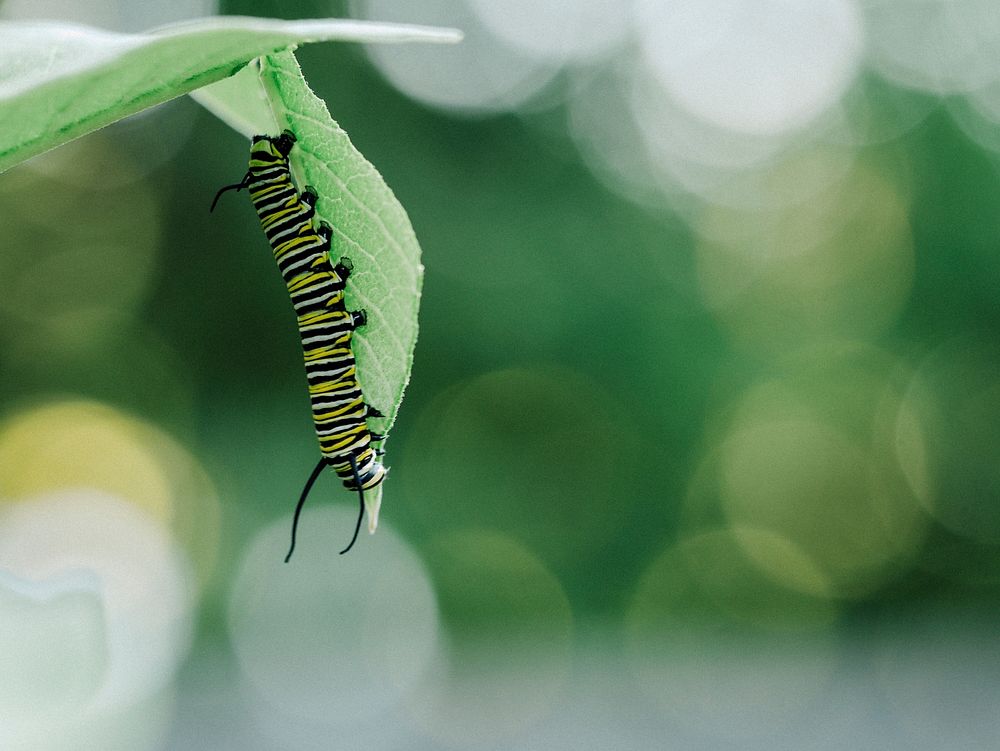 Tiger caterpillar. Original public domain image from Wikimedia Commons