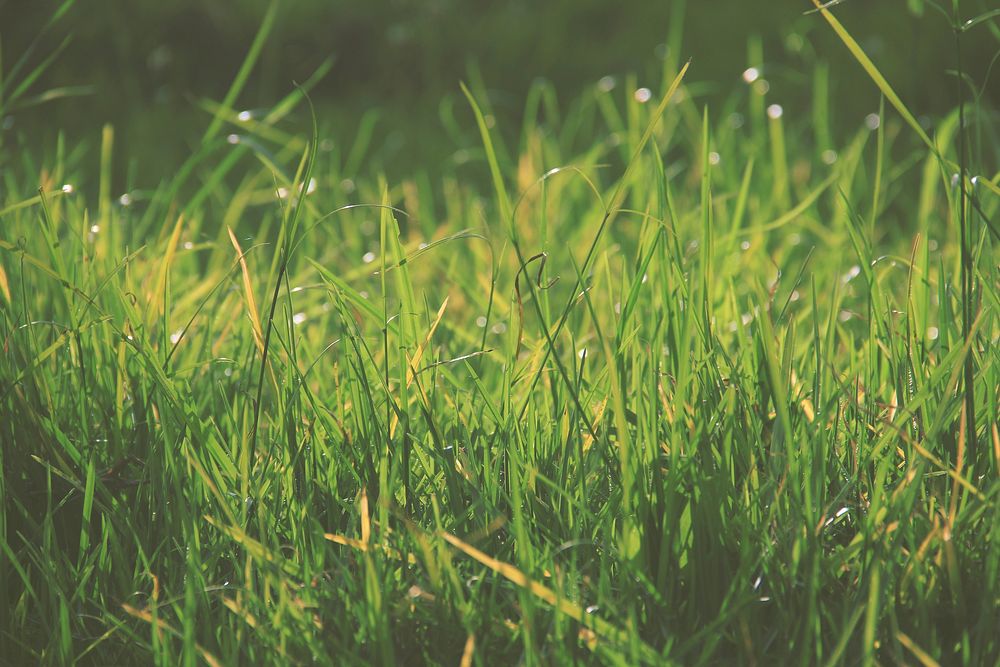 Morning light over green grass. Original public domain image from Wikimedia Commons