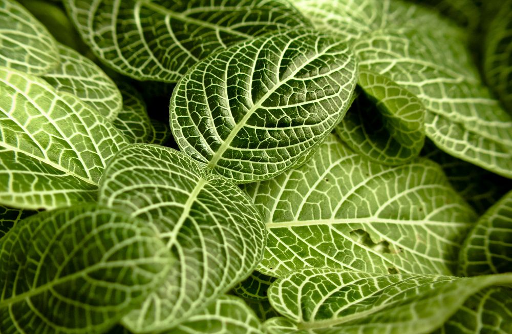 Green leaves. Original public domain image from Wikimedia Commons