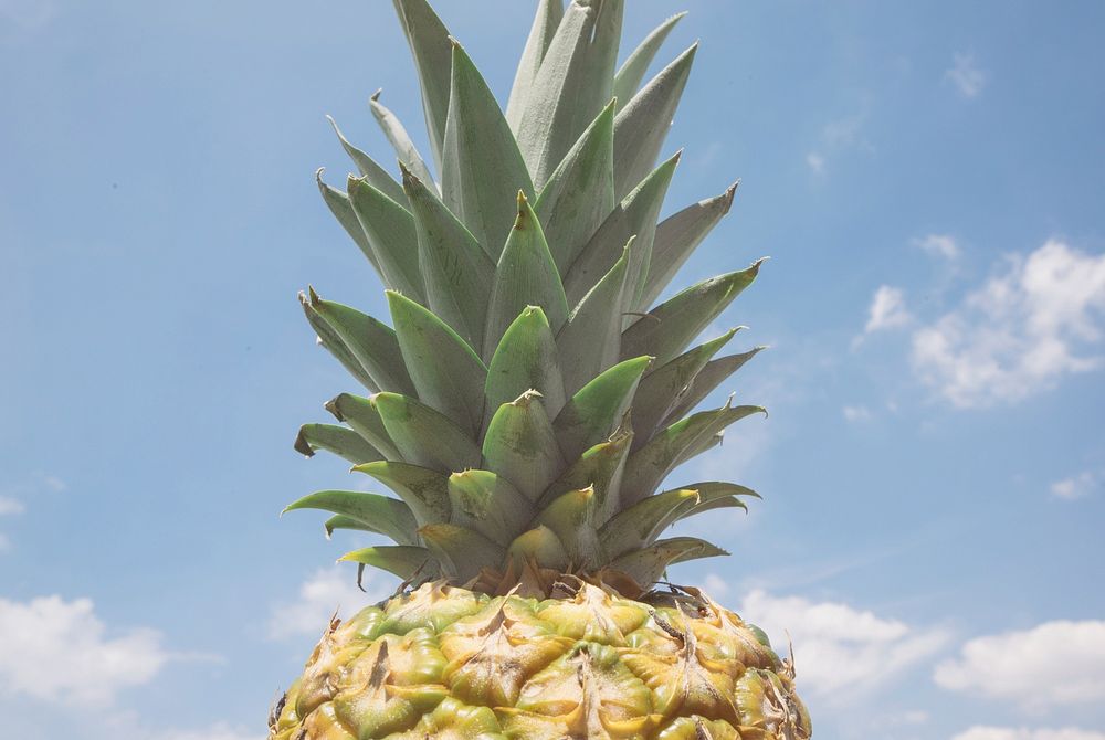Top of a fresh pineapple against a blue sky. Original public domain image from Wikimedia Commons