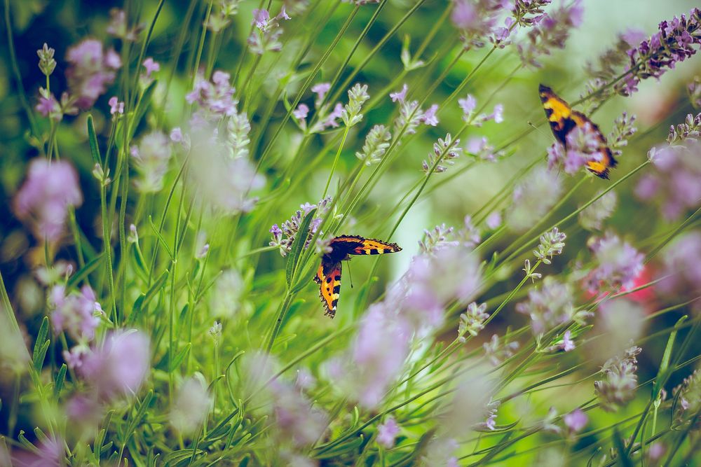 Butterflies. Original public domain image from Wikimedia Commons