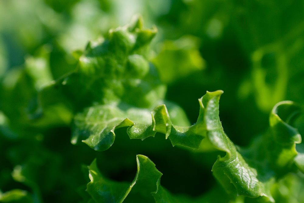 Microphotography of lettuce. Original public domain image from Wikimedia Commons