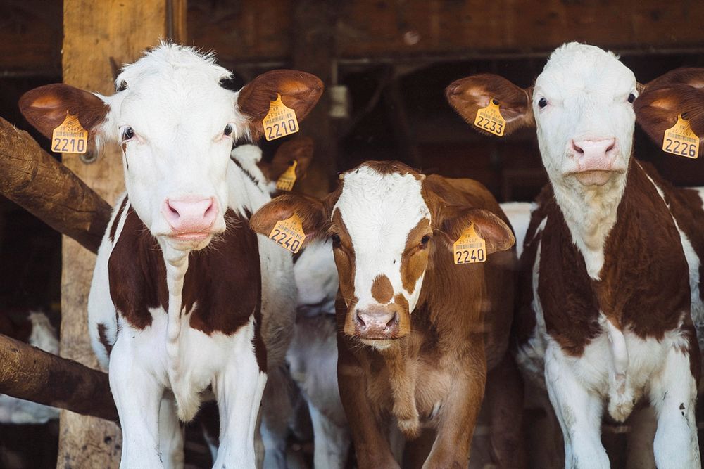 Three brown and white cows in a barn with orange tags in their ears. Original public domain image from Wikimedia Commons