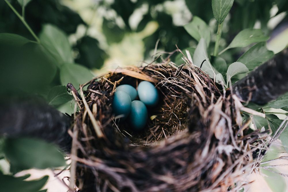 Blue eggs in bird nest. Original public domain image from Wikimedia Commons