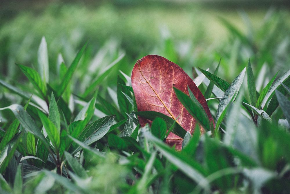 Lonely leaf. Original public domain image from Wikimedia Commons