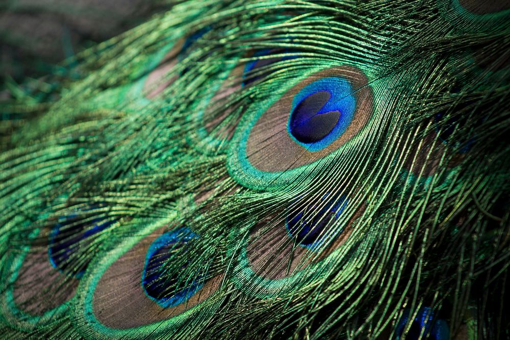 Peacock feathers. Original public domain image from Wikimedia Commons