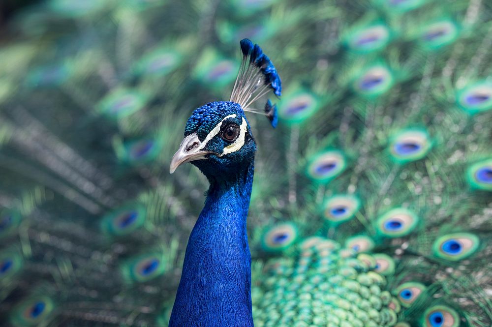 Proud peacock displaying colorful feathers. Original public domain image from Wikimedia Commons