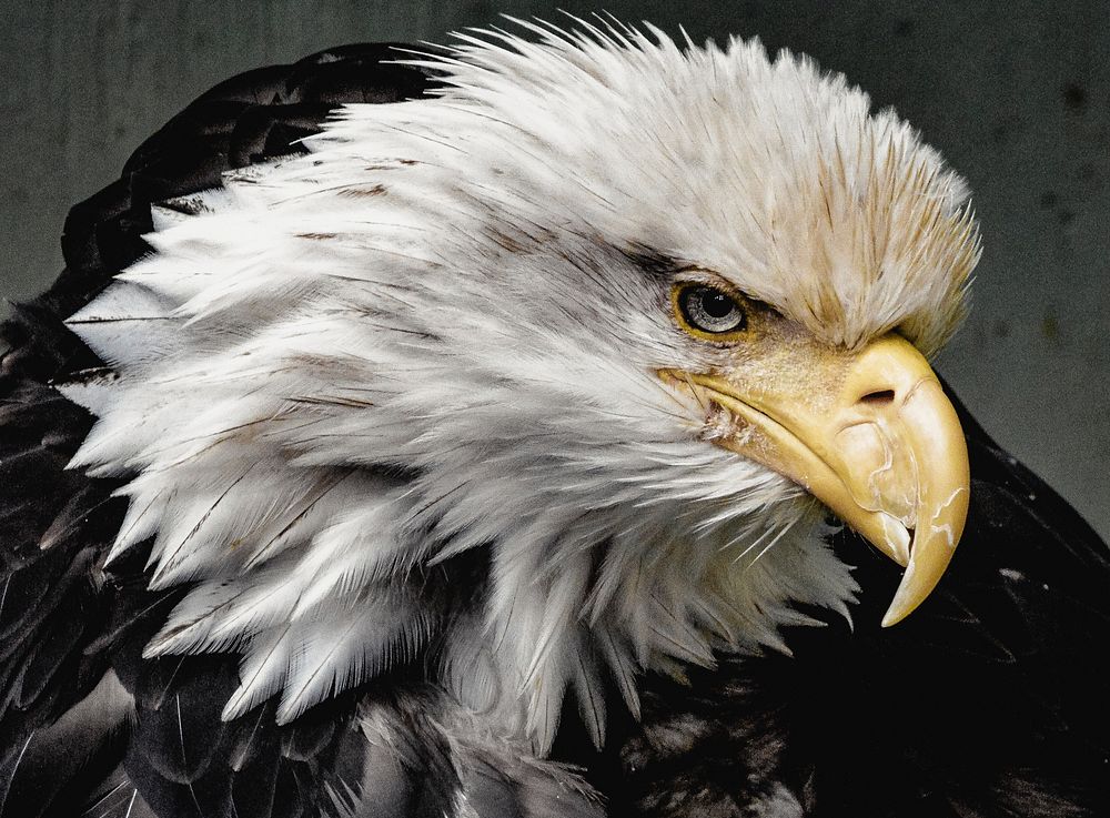 Eagle head, close up photo. Original public domain image from Wikimedia Commons
