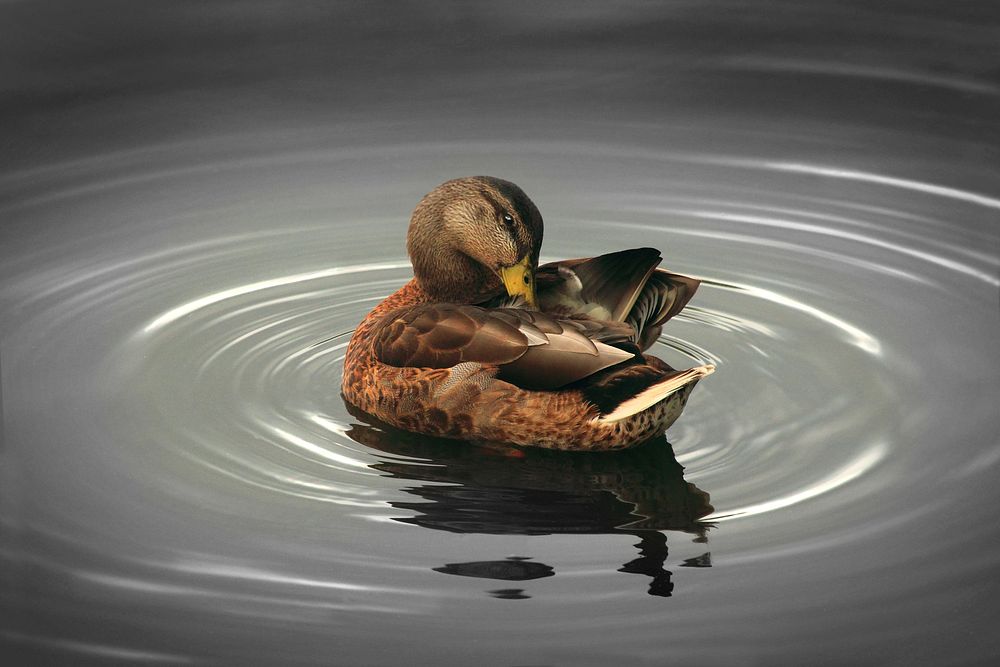 A duck picking at its wing while causing a ripple in the pond. Original public domain image from Wikimedia Commons