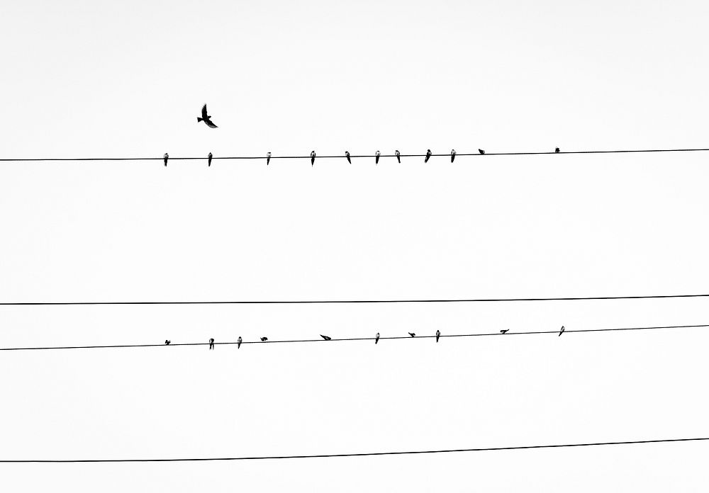 Birds roosting on cable wires. Original public domain image from Wikimedia Commons